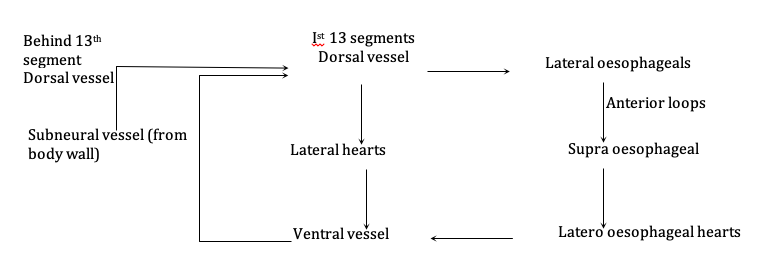 circulation in earthworm